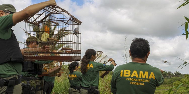 Concurso Ibama