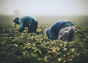 Trabalhadores rurais e da pesca