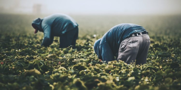 Trabalhadores rurais e da pesca