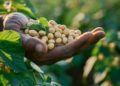Cadeia da soja cresce em 2025, impulsionada por biodiesel e processamento interno