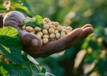 Cadeia da soja cresce em 2025, impulsionada por biodiesel e processamento interno
