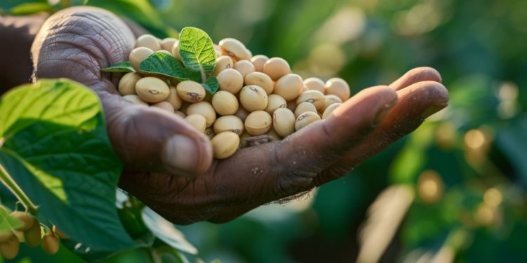 Cadeia da soja cresce em 2025, impulsionada por biodiesel e processamento interno