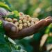 Cadeia da soja cresce em 2025, impulsionada por biodiesel e processamento interno