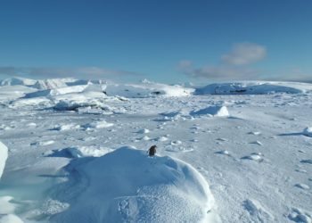 Novo microrganismo descoberto na Antártida pode ampliar estudos sobre vida fora da Terra