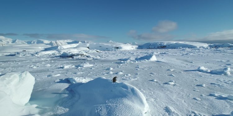 Novo microrganismo descoberto na Antártida pode ampliar estudos sobre vida fora da Terra