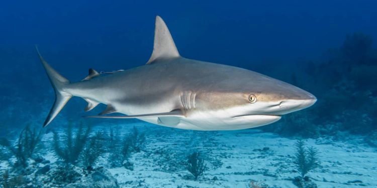 Tubarões em Fernando de Noronha: pesquisa revela por que machos têm dois órgãos reprodutores